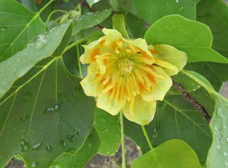 Tulpenbaum v2